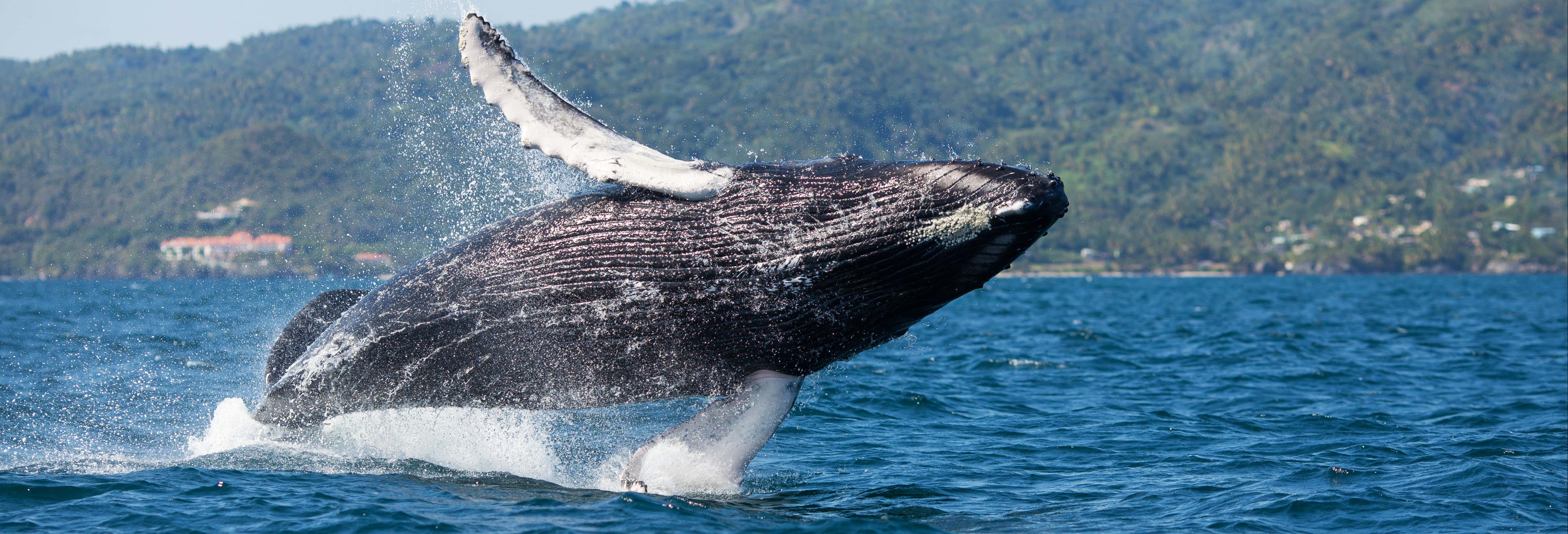 Avistamiento de ballenas en Samaná