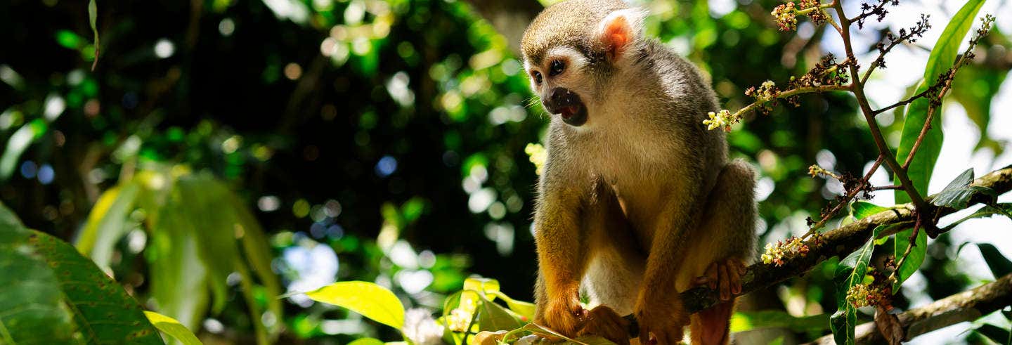 Excursión a Monkeyland