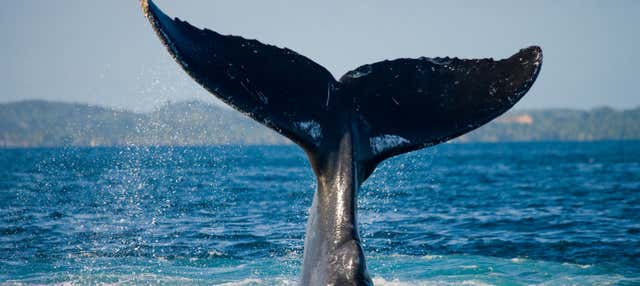 Avvistamento di balene a Samaná