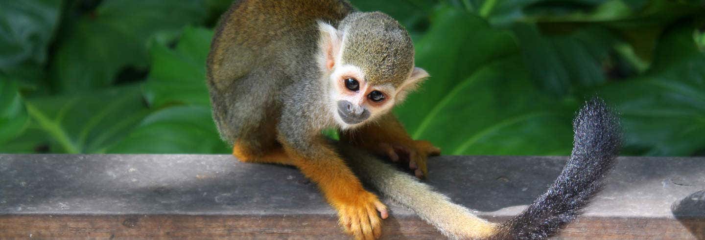 Excursión a Monkeyland