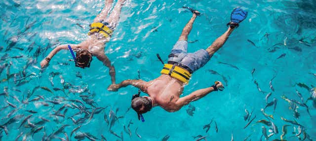 Paseo en barco y snorkel en el Reef Explorer