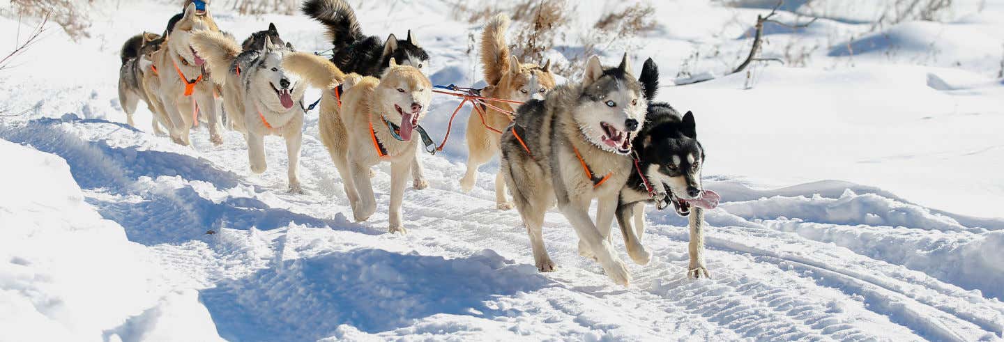 Paseo en trineo de perros husky