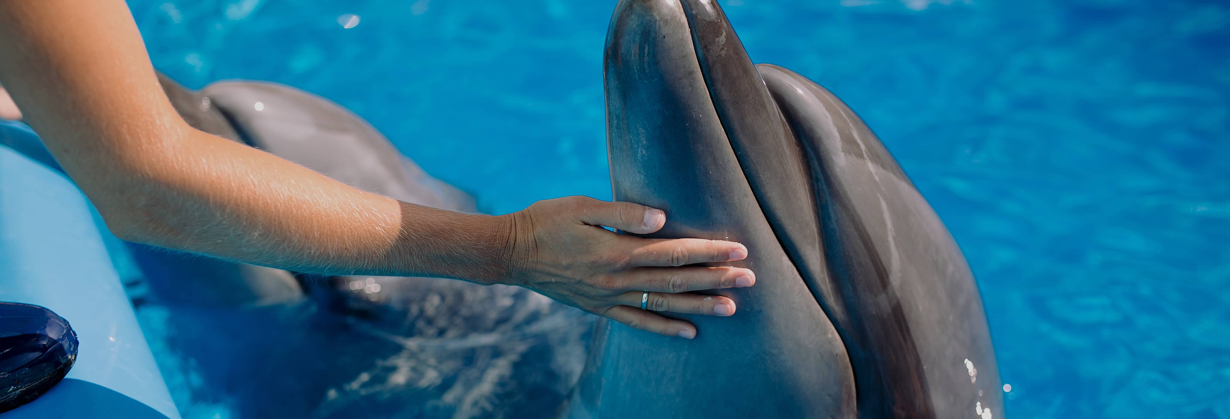 Nage avec des dauphins à Basseterre