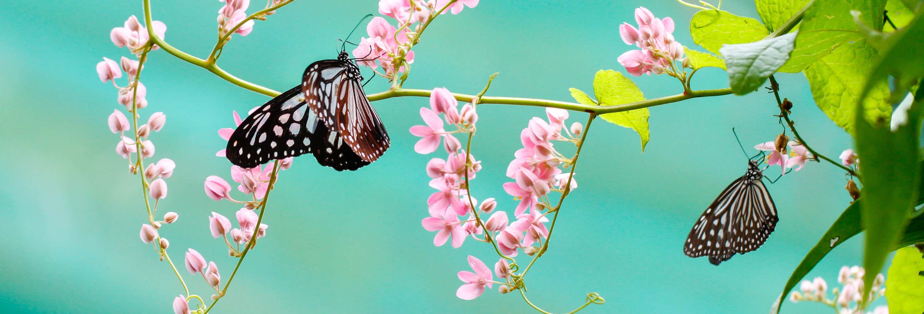 Entrada a Butterfly Park & Insect Kingdom