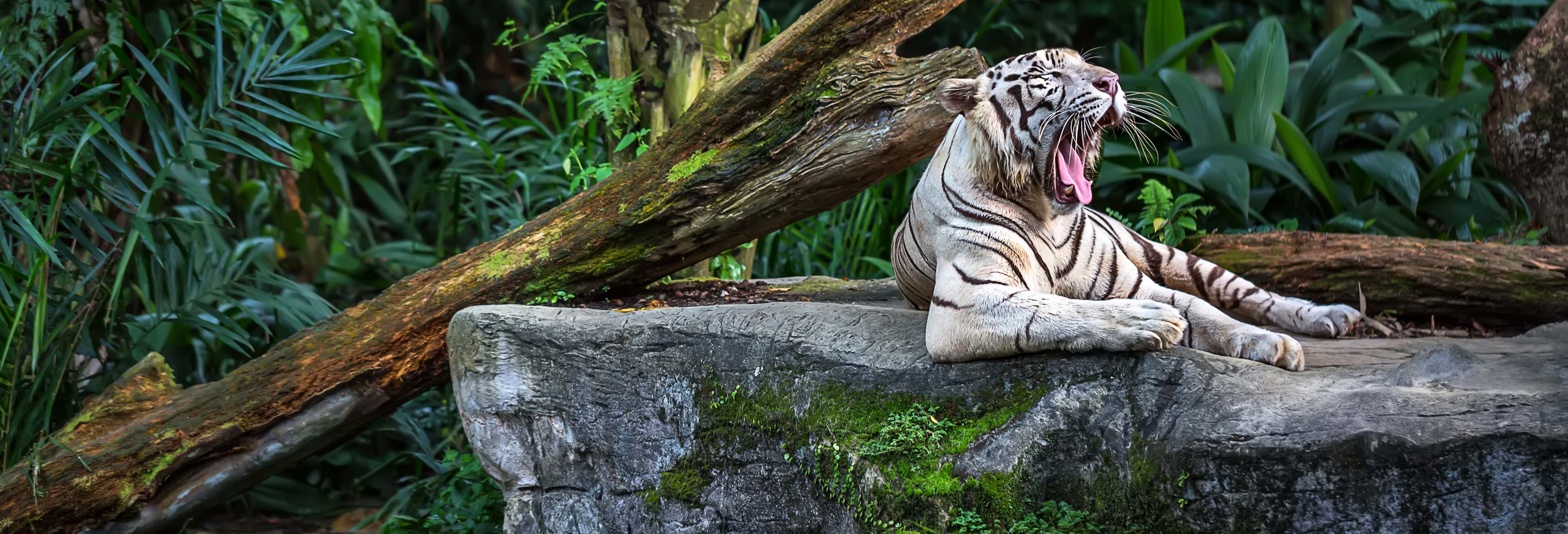 Excursión al Zoo de Singapur