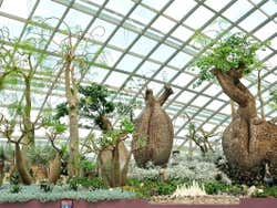 Baobabs Jardines de la Bahía