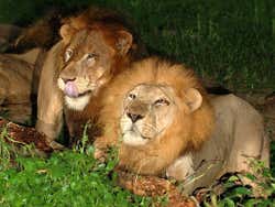 Leones en el Safari Nocturno