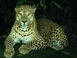 Leopardo no Safári Noturno