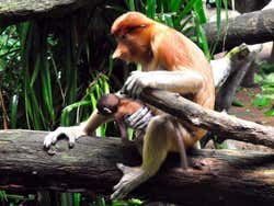 Zoo de Singapur, Mono narigudo