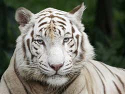 Tigre blanco en el Zoo de Singapur