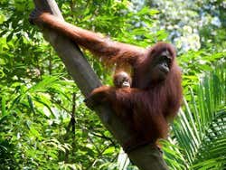 Zoo de Singapur, orangutantes