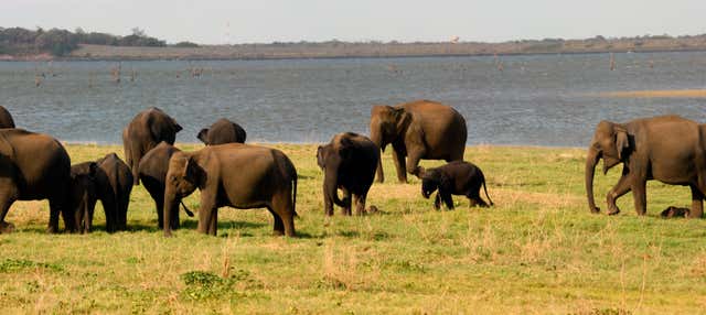 Safari al Parco Nazionale di Kaudulla