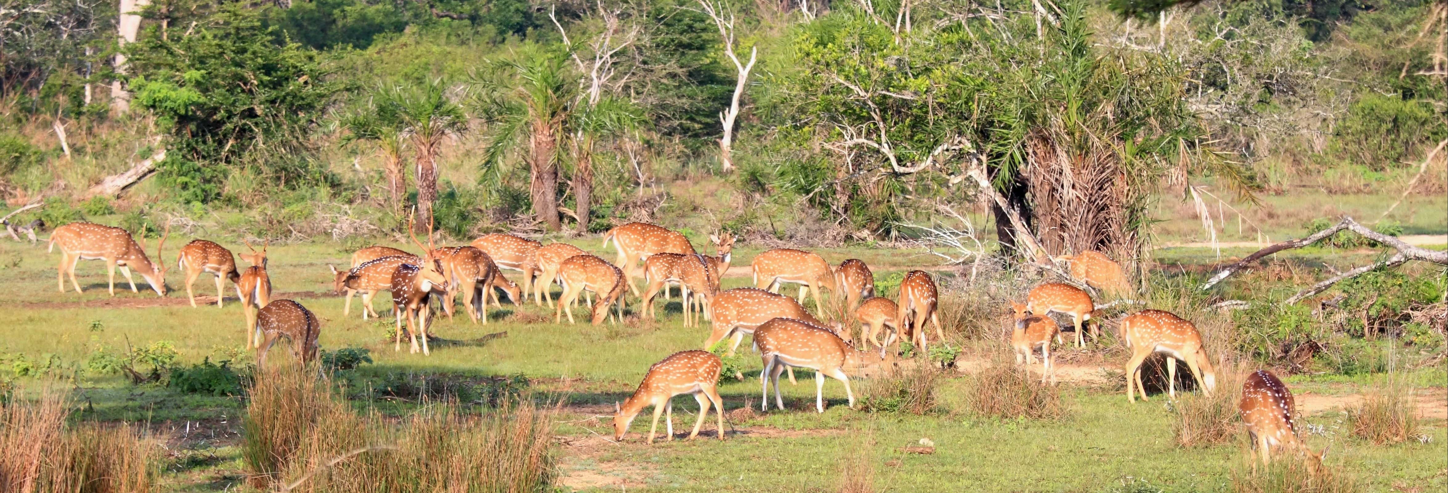 Safari por el Parque Nacional Wilpattu