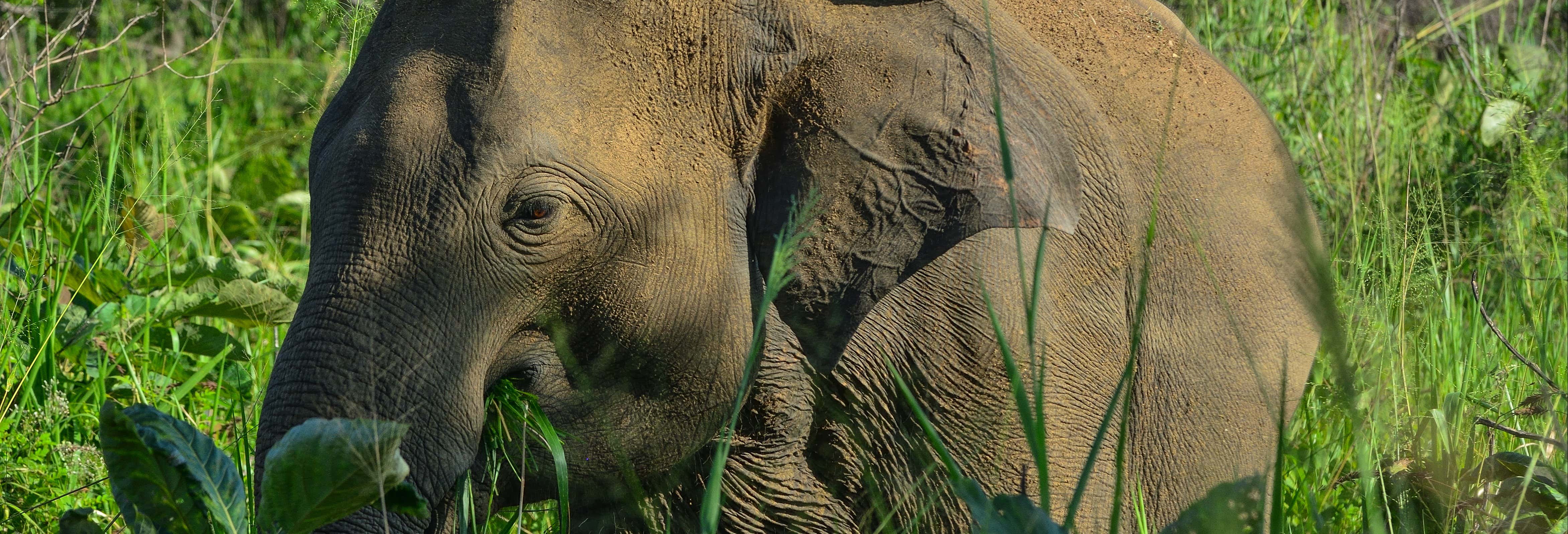Safari dans le parc écologique d'Hurulu