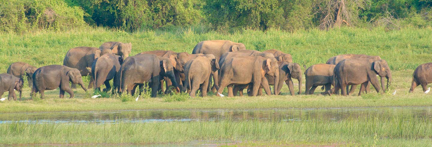 Excursion à Udawalawe