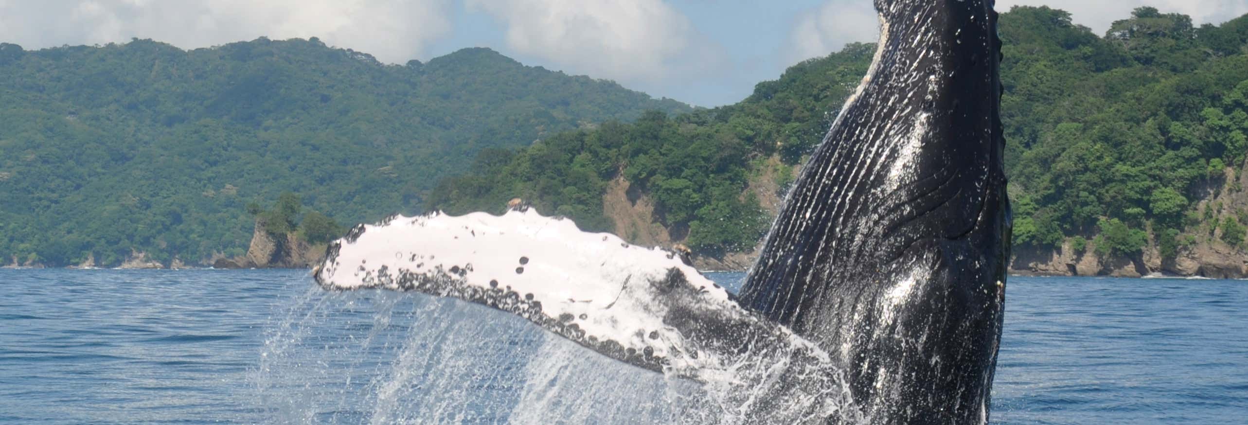 Avistamiento de ballenas en Ciudad del Cabo
