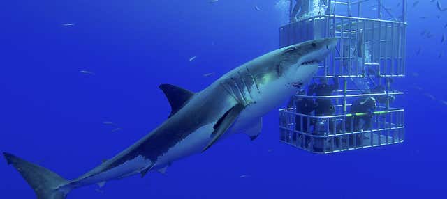 Baño con tiburones en Gansbaai