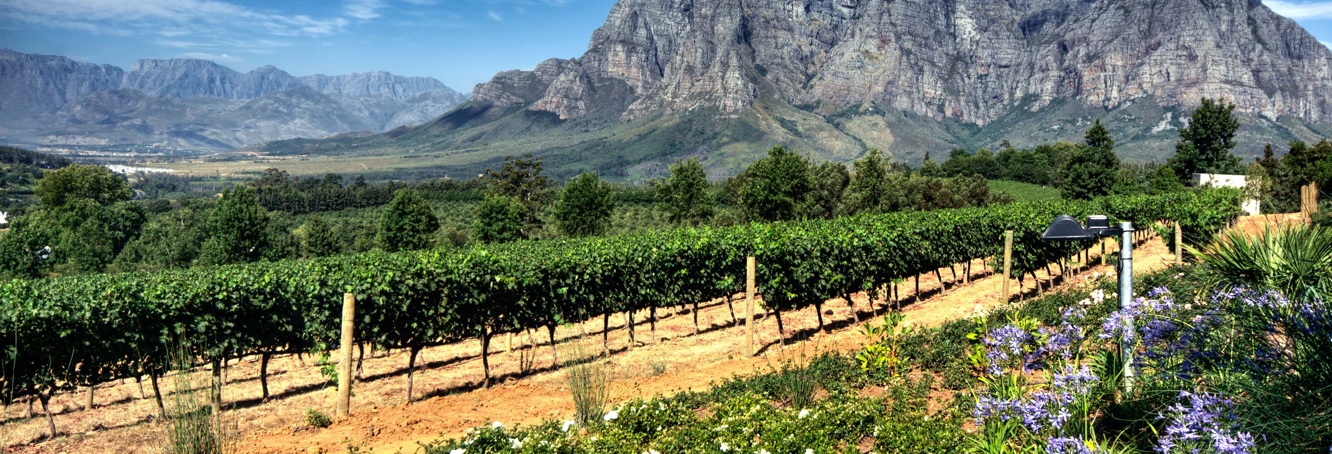 Tour de viñedos por Stellenbosch