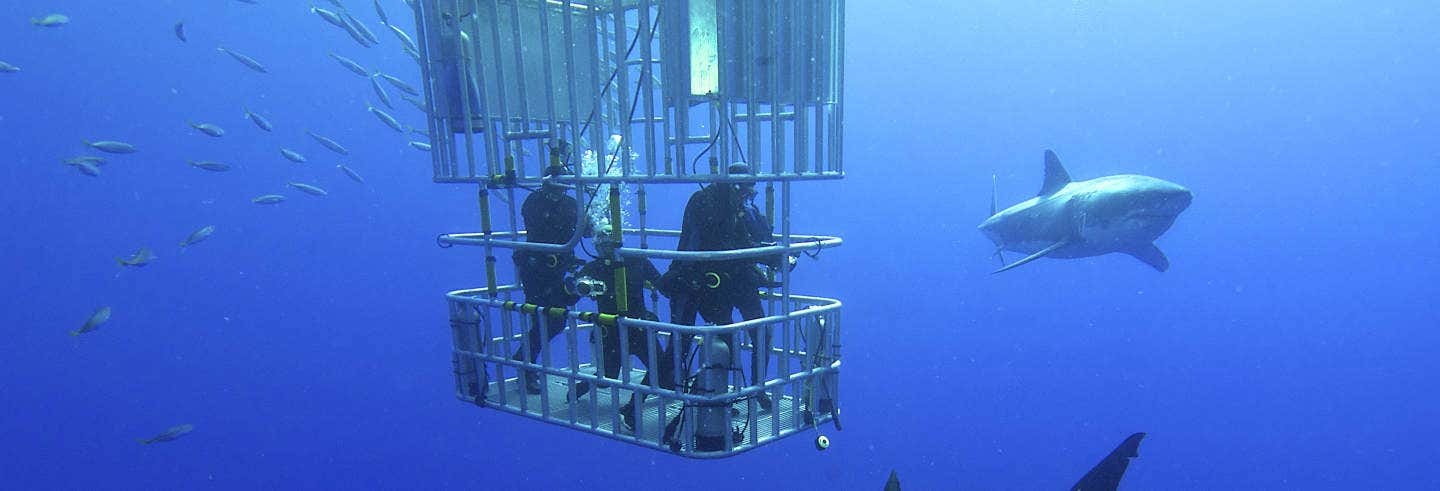 Baño con tiburones en Gansbaai