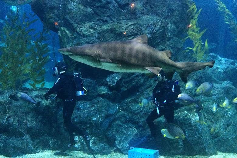 SEA LIFE Bangkok Ticket IntroducingBangkok