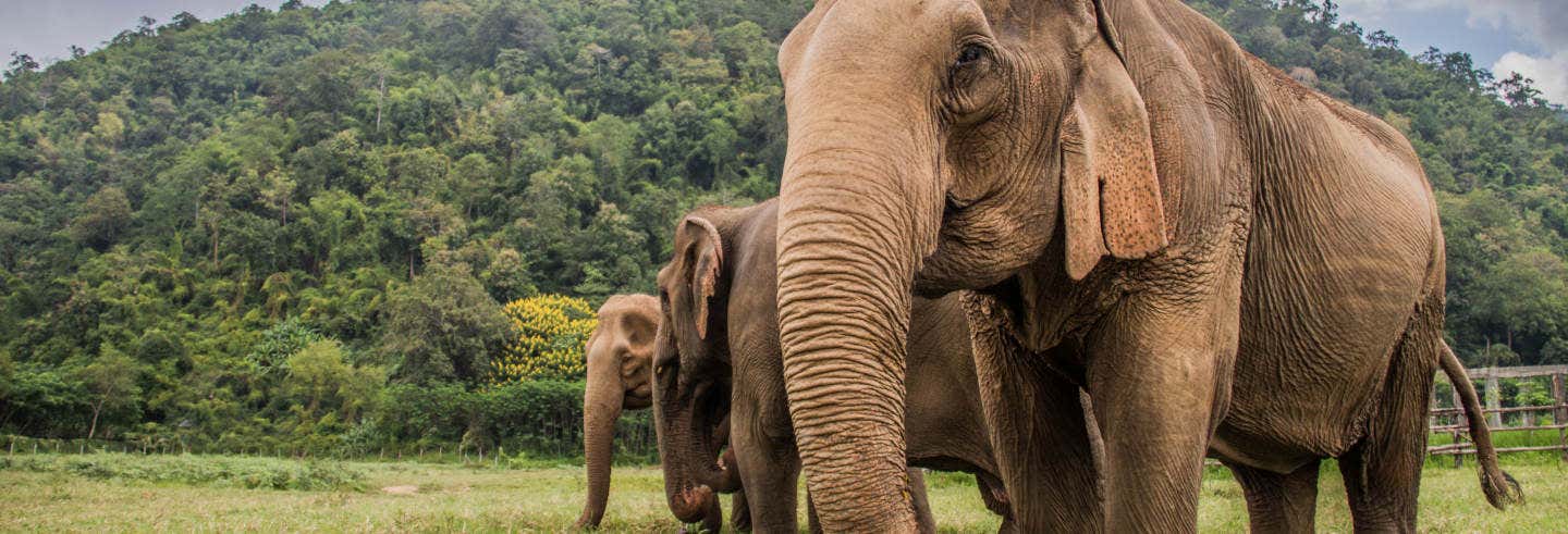 Tour de 2 dias por Huay Khao Lip + Santuário de elefantes