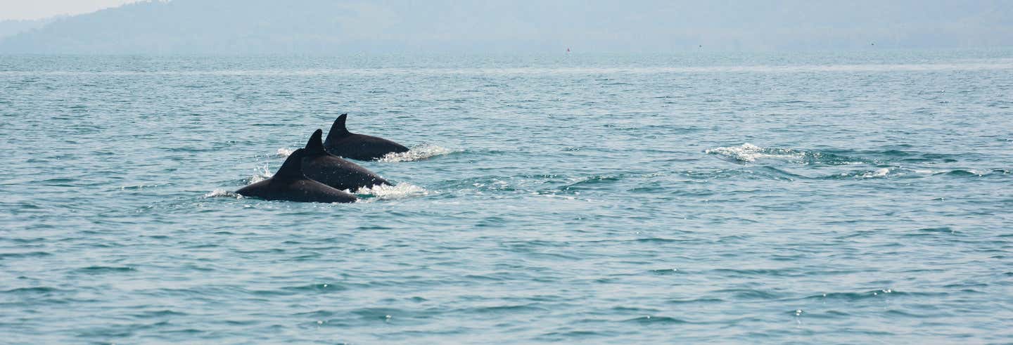 Observation de dauphins + snorkeling
