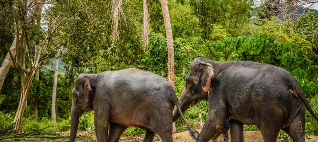 Excursion au sanctuaire des éléphants de Samui