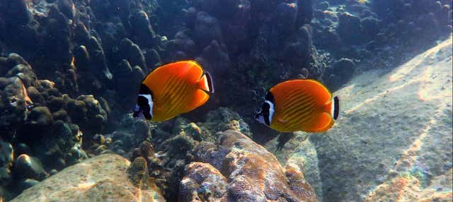 Snorkeling a Koh Tao