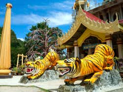 ,Excursion to Krabi Island,Tiger Temple