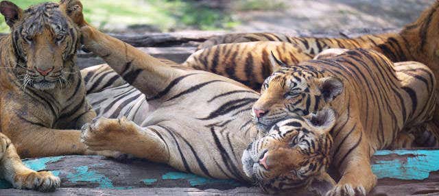 Excursion au Sriracha Tiger Zoo