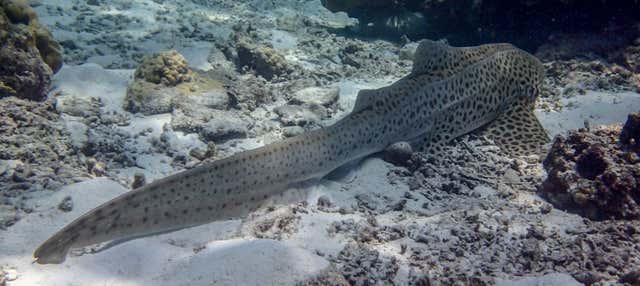 Immersione con gli squali alle isole Phi Phi