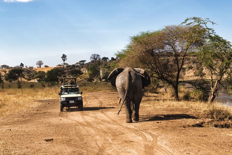 Safari De 6 Dias Por El Norte De Tanzania Arusha