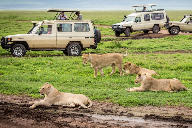 Safari De 8 Dias Por El Norte De Tanzania Desde Arusha