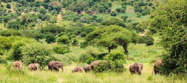 Safari de 6 días por el norte de Tanzania