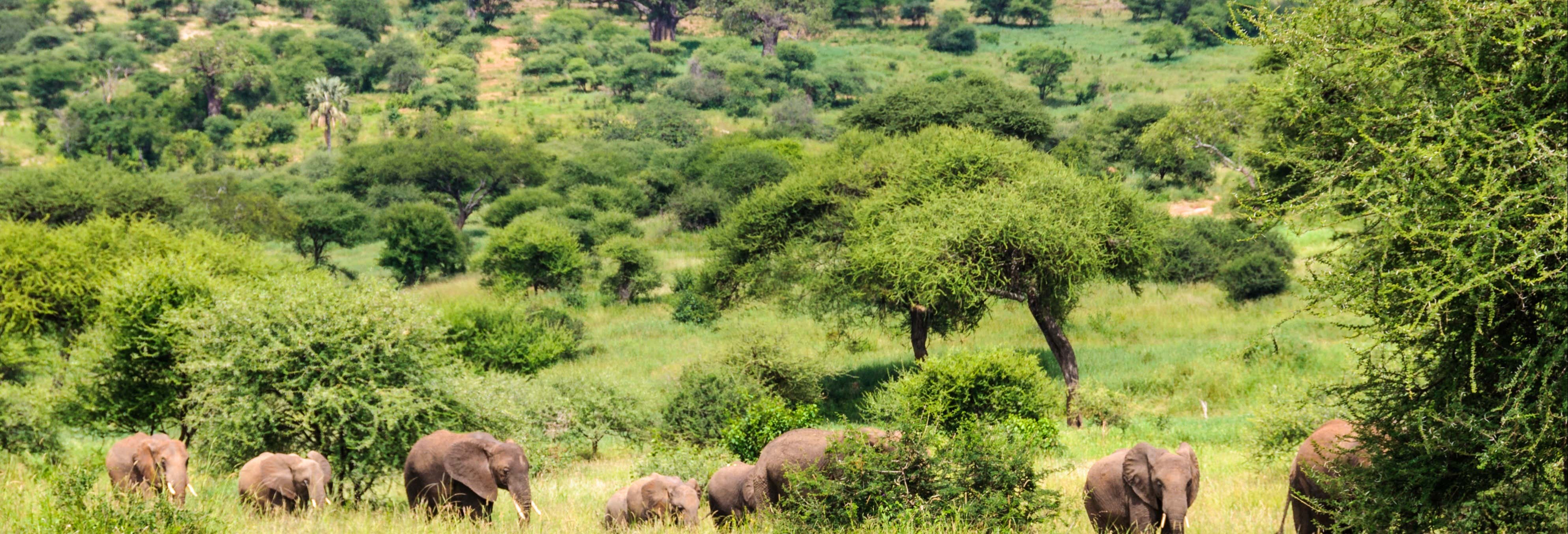 Safari de 6 días por el norte de Tanzania