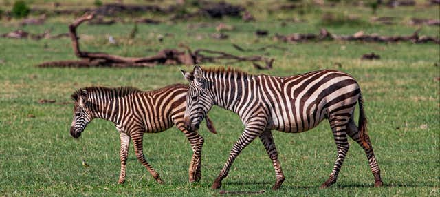 North Tanzania 8 Day Safari