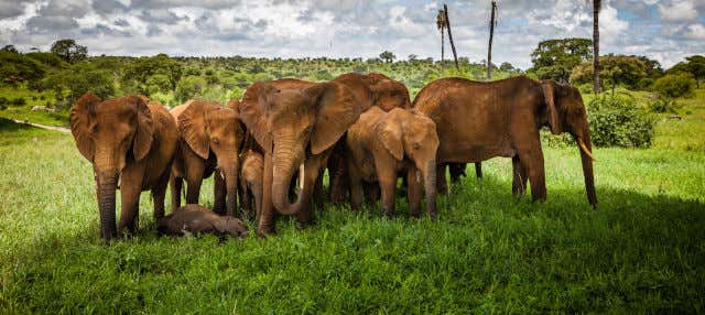 Safari dans le parc national de Tarangire