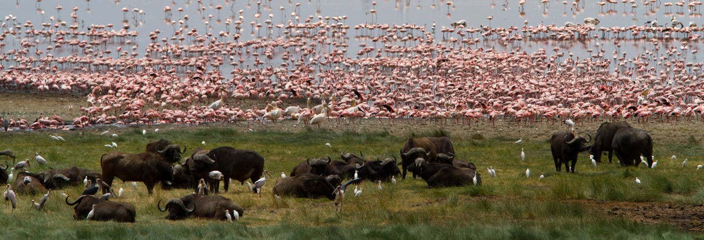 Excursión al Parque Nacional Lago Manyara