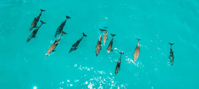 Zanzibar Swimming with Dolphins