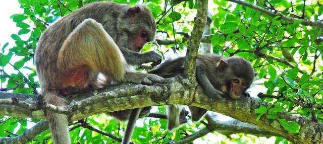 Excursão à Ilha dos Macacos e à Baía Nha Phu