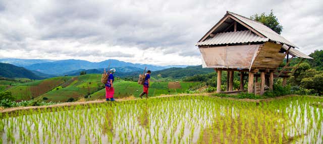 Randonnée dans les rizières de Sapa