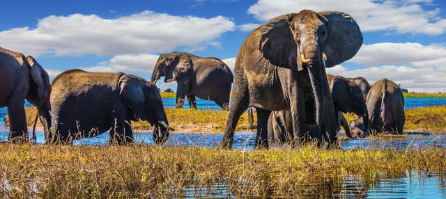 Escursione al Parco Nazionale del Chobe