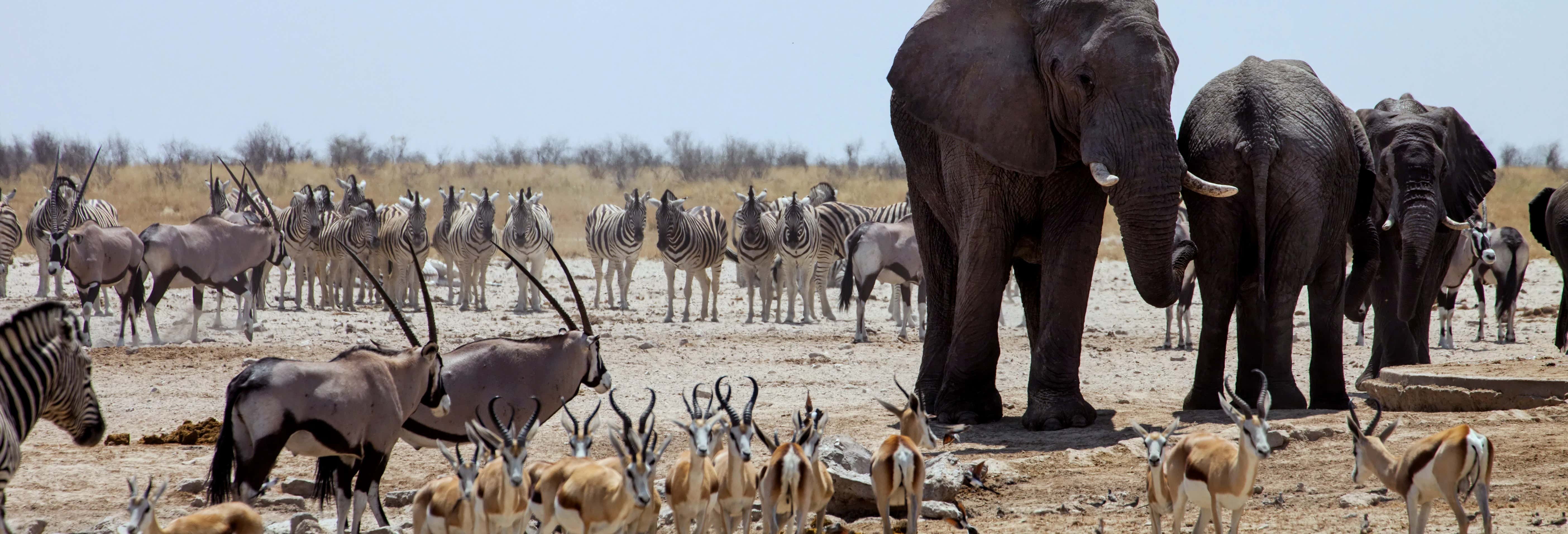 Excursão ao Parque Nacional Chobe