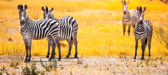 Zimbabwe Safari: Victoria Falls to Johannesburg