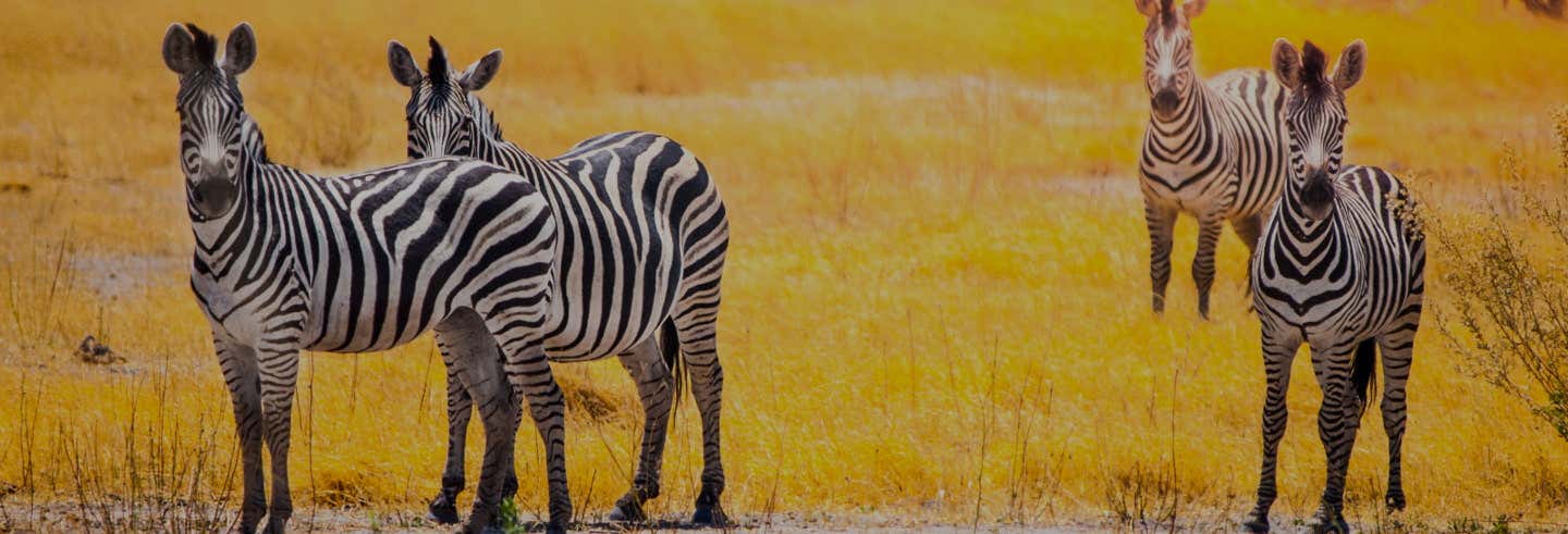 Safari de 7 días desde Victoria Falls a Johannesburgo